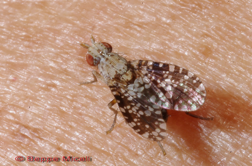 Tephritidae
